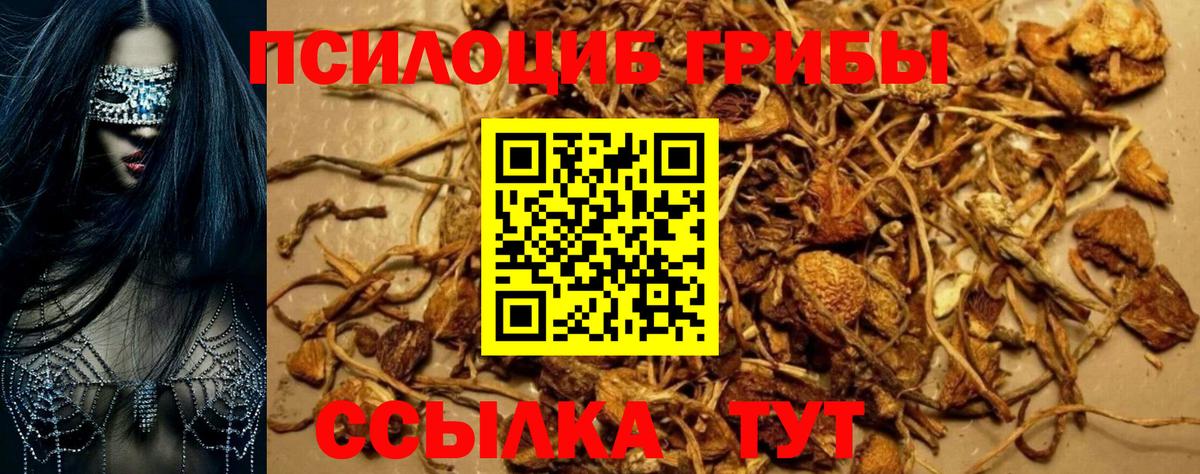 Псилоцибиновые грибы GOLDEN TEACHER Кировск