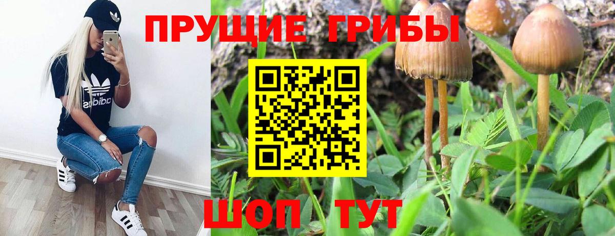 Псилоцибиновые грибы Psilocybe  Вход с VPN  Кировск 